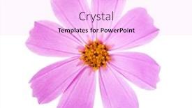  Presentation with cosmos - Colorful slide set enhanced with pink-cosmos-flower-isolated backdrop and a lavender colored foreground