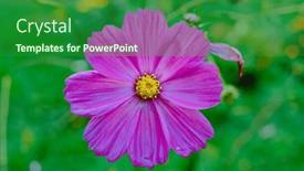  Presentation with cosmos - PPT layouts consisting of pink-cosmos-flower background and a  colored foreground