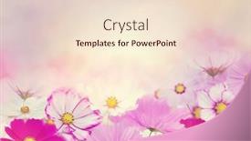  Presentation with cosmos - PPT theme with pink-cosmos-flowers-blossom-background background and a lemonade colored foreground