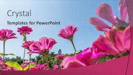  Presentation with cosmos - Audience pleasing theme consisting of pink-cosmos-flowers-farm-under backdrop and a light blue colored foreground