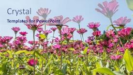  Presentation with cosmos - Slide deck with pink-cosmos-flowers-farm-under background and a sky blue colored foreground