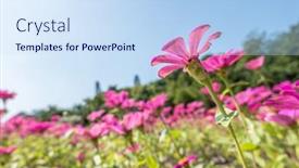  Presentation with cosmos - Theme consisting of pink-cosmos-flowers-farm-under background and a sky blue colored foreground