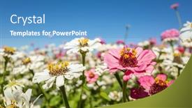  Presentation with cosmos - Slide deck enhanced with pink-cosmos-flowers-farm background and a teal colored foreground