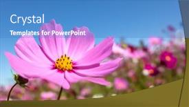  Presentation with cosmos - Amazing PPT theme having pink-cosmos-flowers-farm backdrop and a teal colored foreground