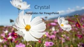  Presentation with cosmos - Slide set consisting of pink-cosmos-flowers-farm background and a light blue colored foreground