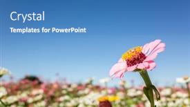  Presentation with cosmos - PPT theme featuring pink-cosmos-flowers-farm background and a teal colored foreground