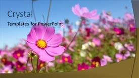  Presentation with cosmos - Audience pleasing slide deck consisting of pink-cosmos-flowers-farm backdrop and a light blue colored foreground