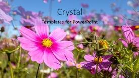  Presentation with cosmos - Colorful presentation theme enhanced with pink-cosmos-flowers-farm backdrop and a light blue colored foreground