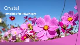  Presentation with cosmos - Audience pleasing presentation theme consisting of pink-cosmos-flowers-farm backdrop and a teal colored foreground