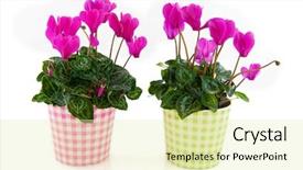  Presentation with flower pots - Audience pleasing theme consisting of pink cyclamen for interior backdrop and a  colored foreground