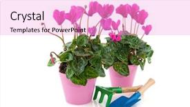  Presentation with garden tools - Slides enhanced with pink cyclamen in flower pot background and a  colored foreground