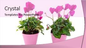  Presentation with pink petal flower animated - Amazing theme having pink cyclamen in flower pot backdrop and a  colored foreground