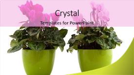  Presentation with flower pots - Slide deck enhanced with pink cyclamen in green flower background and a lavender colored foreground