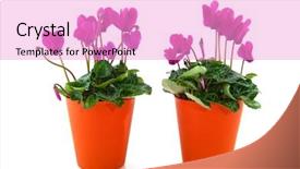  Presentation with flower pots - Slides consisting of pink cyclamen in orange flower background and a  colored foreground