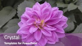  Presentation with dahlia - 