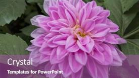  Presentation with dahlia - 