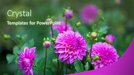  Presentation with dahlia - Beautiful PPT theme featuring pink dahlia flower in full backdrop and a tawny brown colored foreground