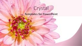  Presentation with dahlia - 