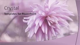  Presentation with dahlia - PPT theme enhanced with pink-dahlia-flower background and a lemonade colored foreground