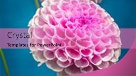  Presentation with dahlia - 
