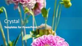  Presentation with dahlia - 