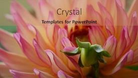  Presentation with dahlia - 