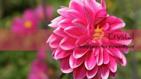  Presentation with dahlia - 