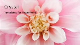  Presentation with dahlia - Theme consisting of pink dahlia background and a lemonade colored foreground
