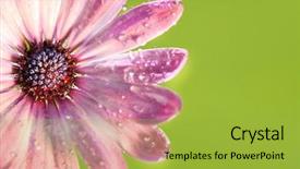  Presentation with pink green - Amazing PPT layouts having pink daisy against green background backdrop and a yellow colored foreground