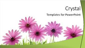  Presentation with pink green - Colorful theme enhanced with pink daisy flower in green backdrop and a white colored foreground