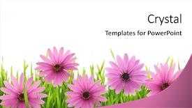  Presentation with gerbera daisy pink flower - Beautiful presentation theme featuring pink daisy flower in green backdrop and a white colored foreground