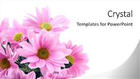  Presentation with daisy - Audience pleasing PPT theme consisting of pink daisy flowers isolated backdrop and a  colored foreground