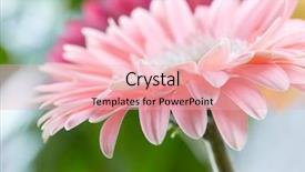  Presentation with gerbera daisy pink flower - Cool new slide set with pink daisy gerbera flower background backdrop and a lemonade colored foreground