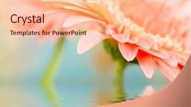  Presentation with gerbera daisy - Cool new presentation theme with pink daisy-gerbera with soft focus reflected in the water backdrop and a lemonade colored foreground