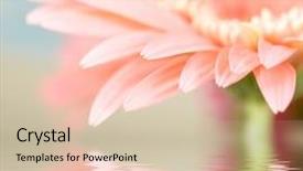  Presentation with gerbera daisy - PPT theme featuring pink daisy-gerbera with soft focus reflected in the water background and a soft green colored foreground