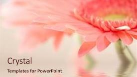 Presentation with gerbera daisy - Colorful slide deck enhanced with pink daisy-gerbera with soft focus reflected in the water backdrop and a lemonade colored foreground