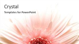  Presentation with gerbera daisy pink flower - Colorful slides enhanced with pink daisy macro in highkey backdrop and a white colored foreground