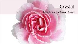  Presentation with design - Slide set consisting of pink daisys - beautiful flower design background and a coral colored foreground
