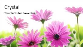  Presentation with daisy - PPT theme featuring blackmail - investment fraud red rubber stamp background and a lemonade colored foreground