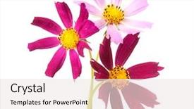  Presentation with cosmos - Presentation theme with pink daisys - cosmos flowers isolted on white background and a sky blue colored foreground