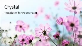  Presentation with law blue sky scales - PPT layouts enhanced with pink daisys - daisy flower against blue sky background and a cool aqua colored foreground