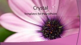  Presentation with gerbera daisy pink flower - PPT layouts featuring star with lens flare and bokeh effect made in 3d software background and a tawny brown colored foreground