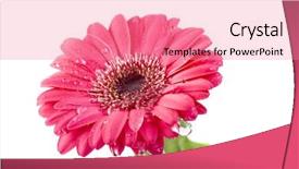  Presentation with water droplets - Cool new presentation theme with pink daisys - macro of a gerber daisy backdrop and a coral colored foreground