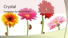  Presentation with ladybugs - Slides consisting of pink daisys - perfect spring daisies collection background and a  colored foreground