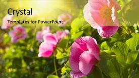  Presentation with peony - Colorful slides enhanced with pink daisys - red peony flowers backdrop and a  colored foreground