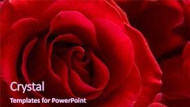  Presentation with damask - Amazing slides having pink damask - beautiful red rose close up backdrop and a wine colored foreground