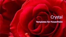  Presentation with water drop - Cool new presentation theme with pink damask - single water drop backdrop and a crimson colored foreground