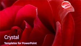  Presentation with drop of water - Colorful slide deck enhanced with pink damask - single water drop backdrop and a wine colored foreground