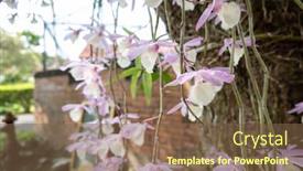  Presentation with pink flowers - Presentation theme featuring pink-dendrobium-flowers-blooming background and a tawny brown colored foreground