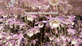  Presentation with pink flowers - Cool new slide set with pink-dendrobium-flowers-blooming backdrop and a coral colored foreground